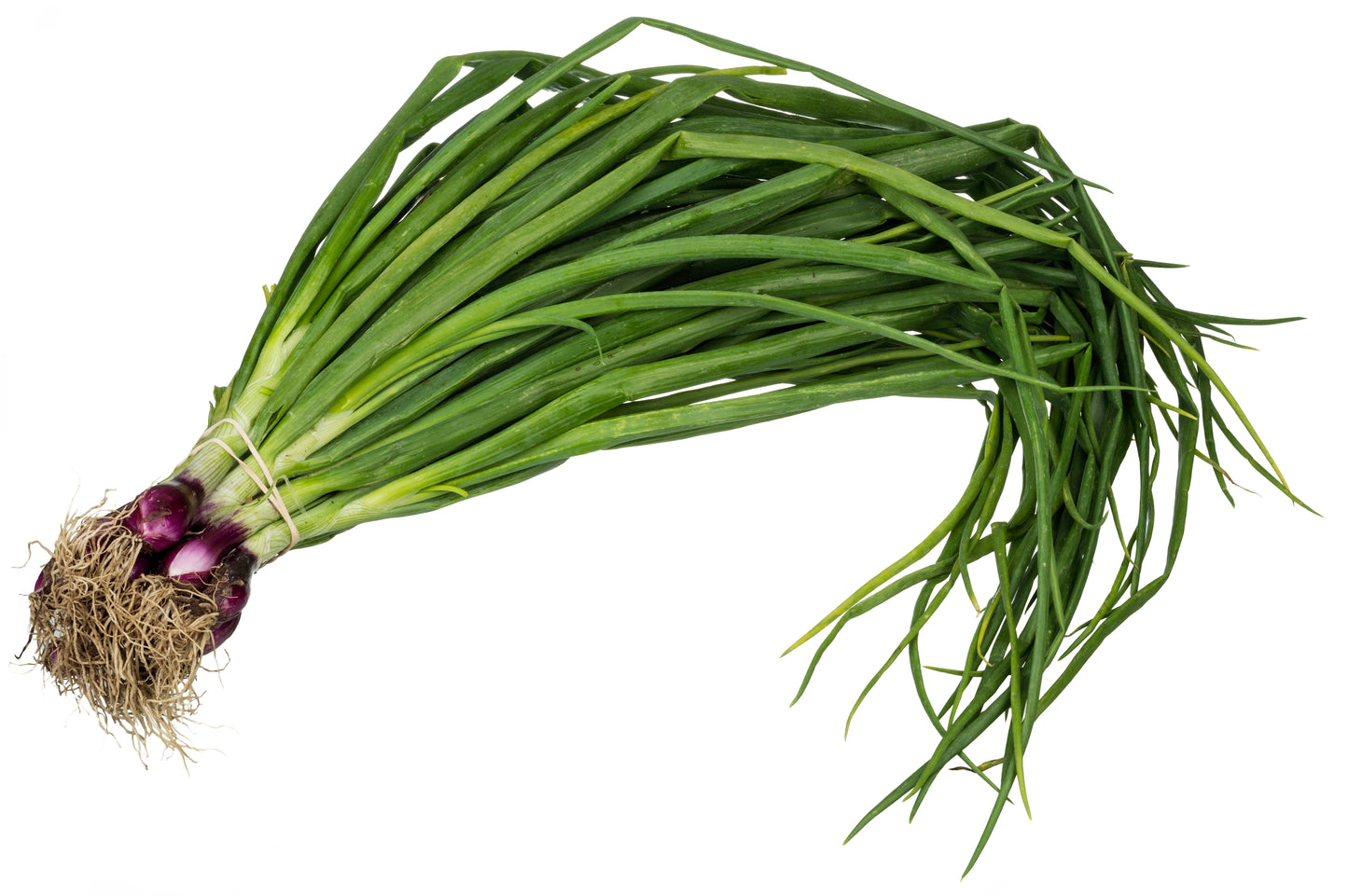 Onion green (spring onion)