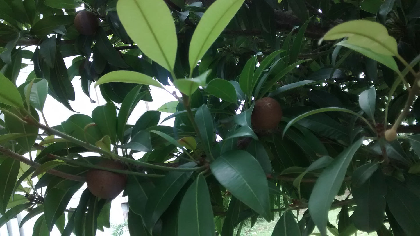 Sapota (chikoo) - fruit (Wikimedia Commons)