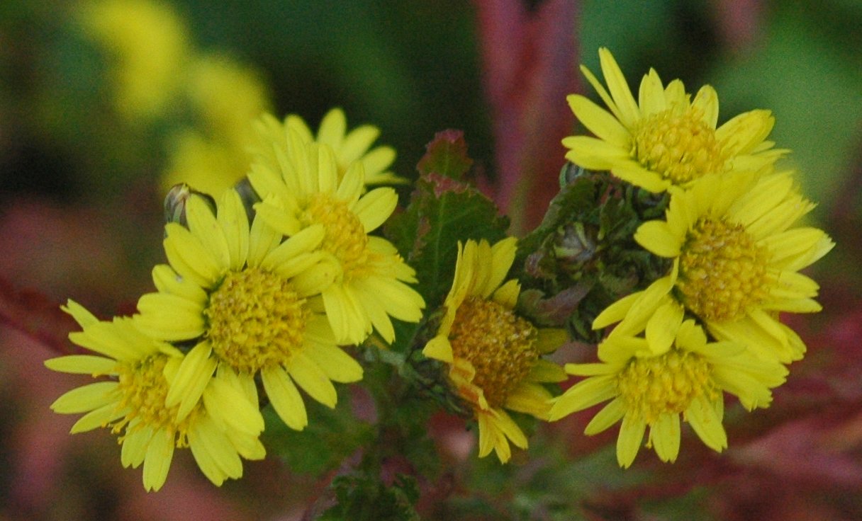 Pattu (chrysanthemum buds)