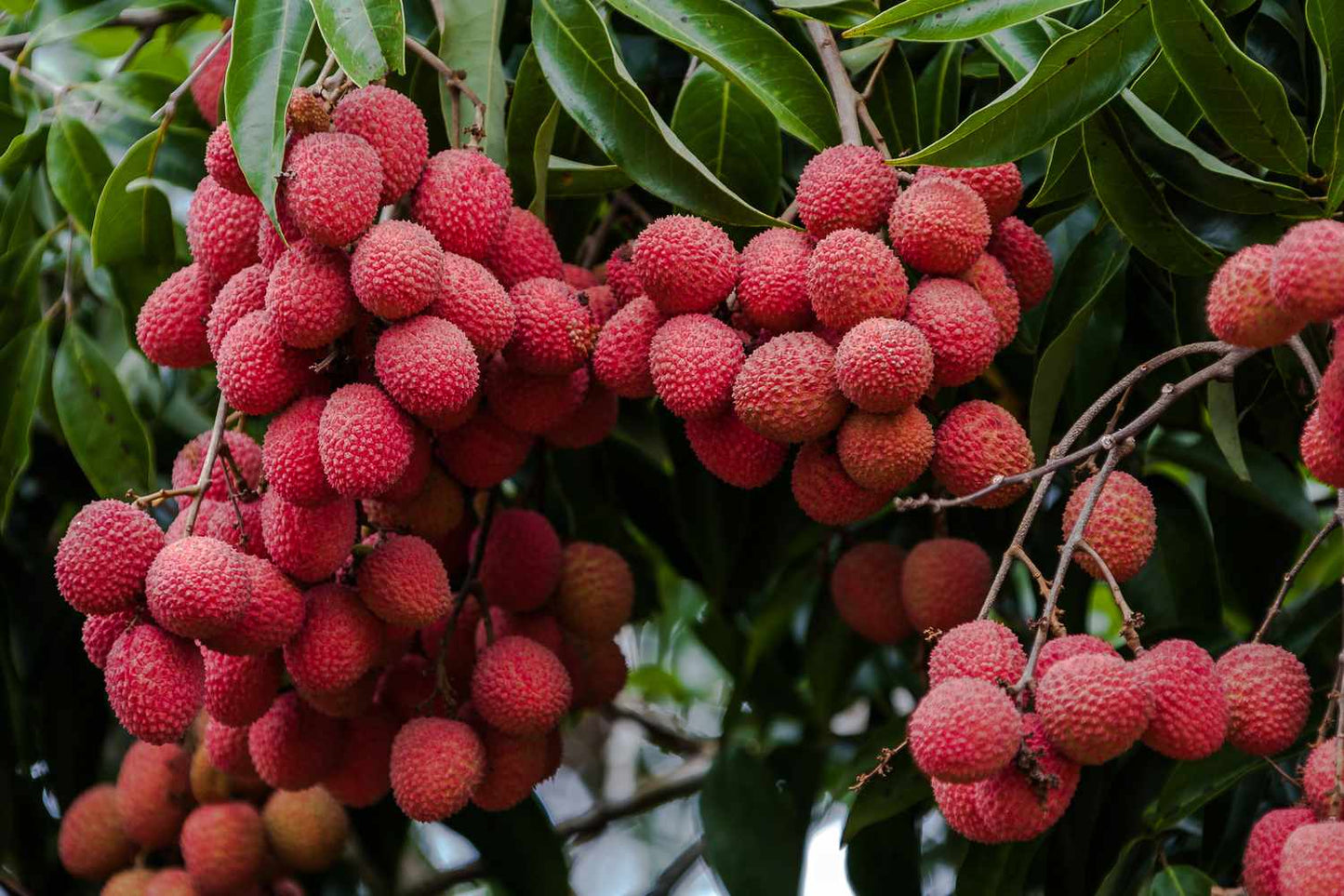 Lychee