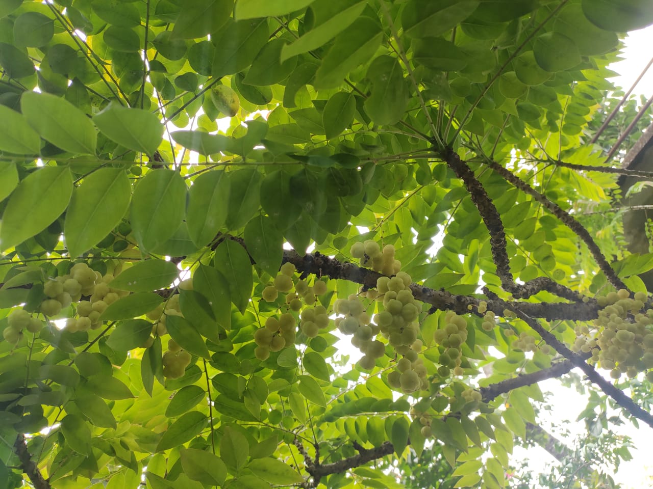 Amla (Indian gooseberry) - vegetable (Wikimedia Commons)
