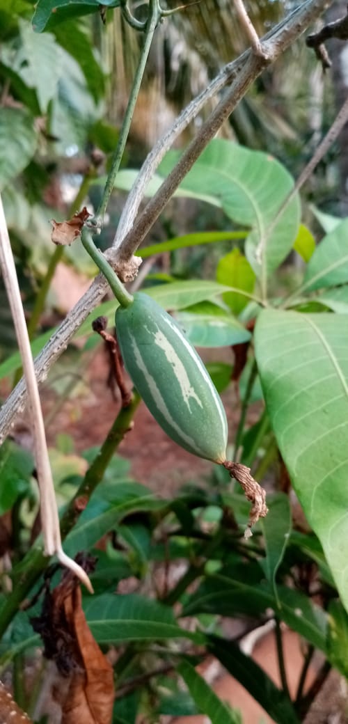 Ivy gourd (tindora) - vegetable (Wikimedia Commons)
