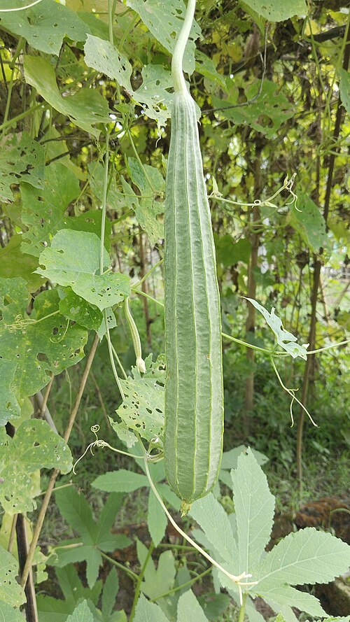 Ridge gourd (turai)