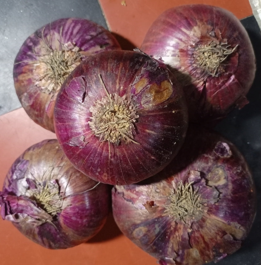Onion (big) - vegetable (Wikimedia Commons)