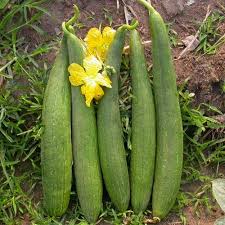 Snake gourd