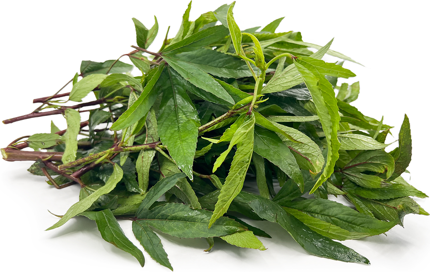 Sorrel leaves (gongura)