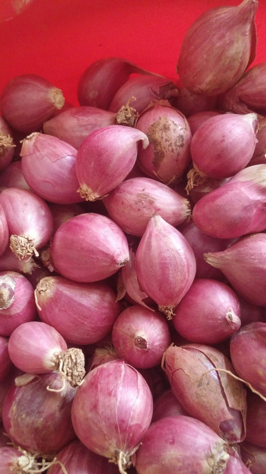 Onion small (shallots)