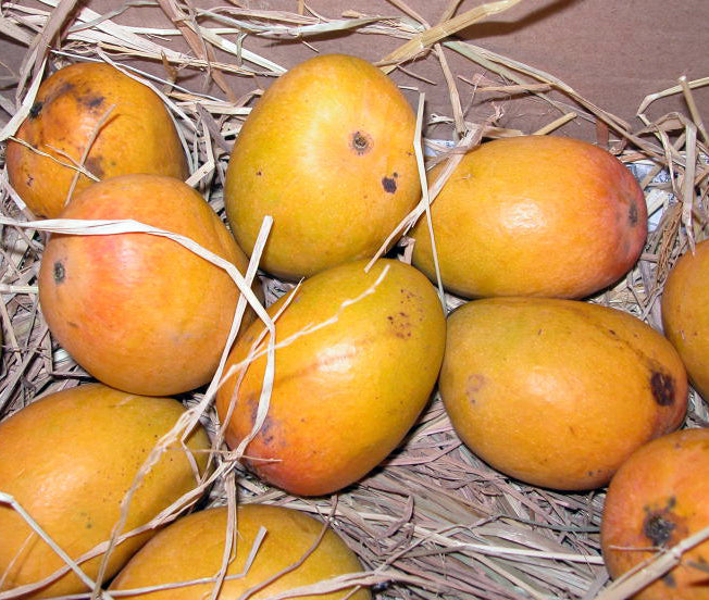 Mango - fruit (Wikimedia Commons)