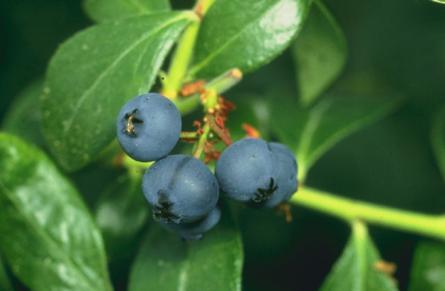 Blueberry - fruit (Wikimedia Commons)
