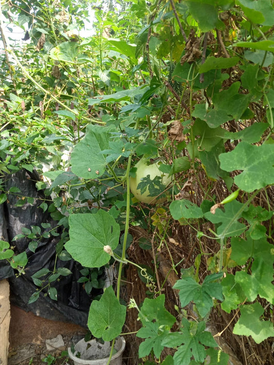 Bottle gourd (lauki) - vegetable (Wikimedia Commons)