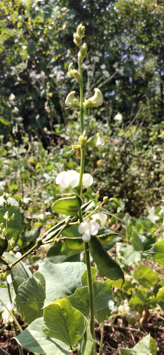 Broad beans (avarai) - vegetable (Wikimedia Commons)