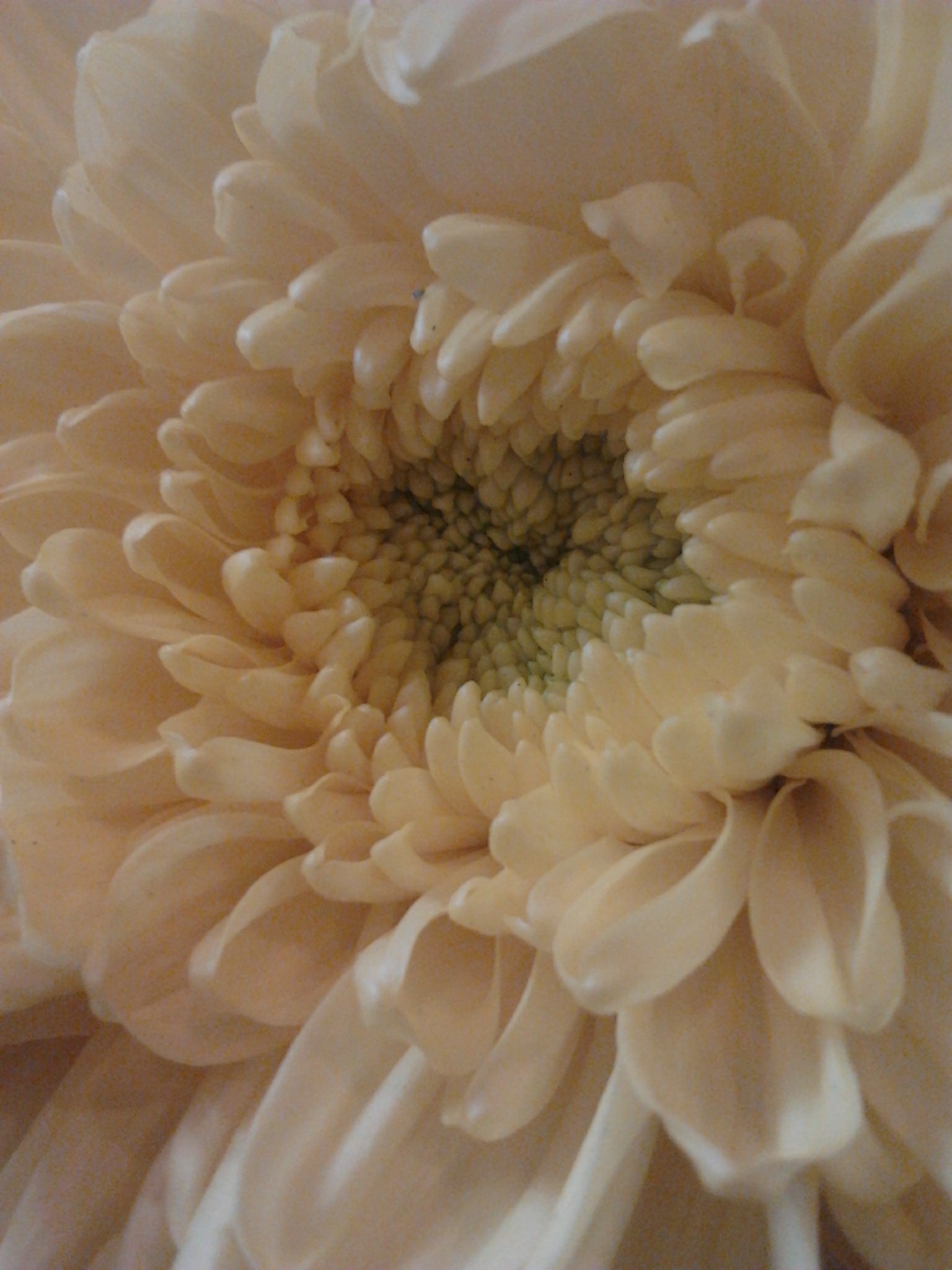 Samanthi (chrysanthemum) - flower (Wikimedia Commons)