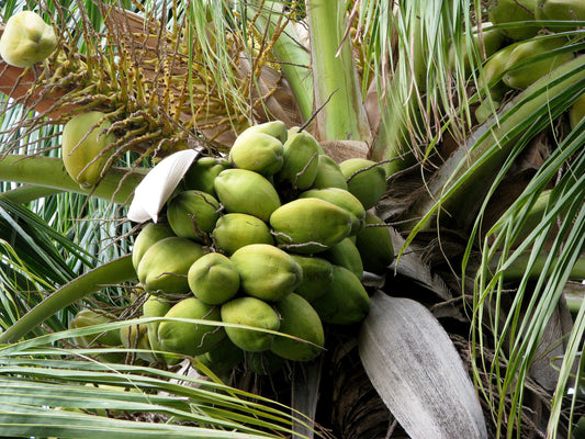 Coconut - vegetable (Wikimedia Commons)