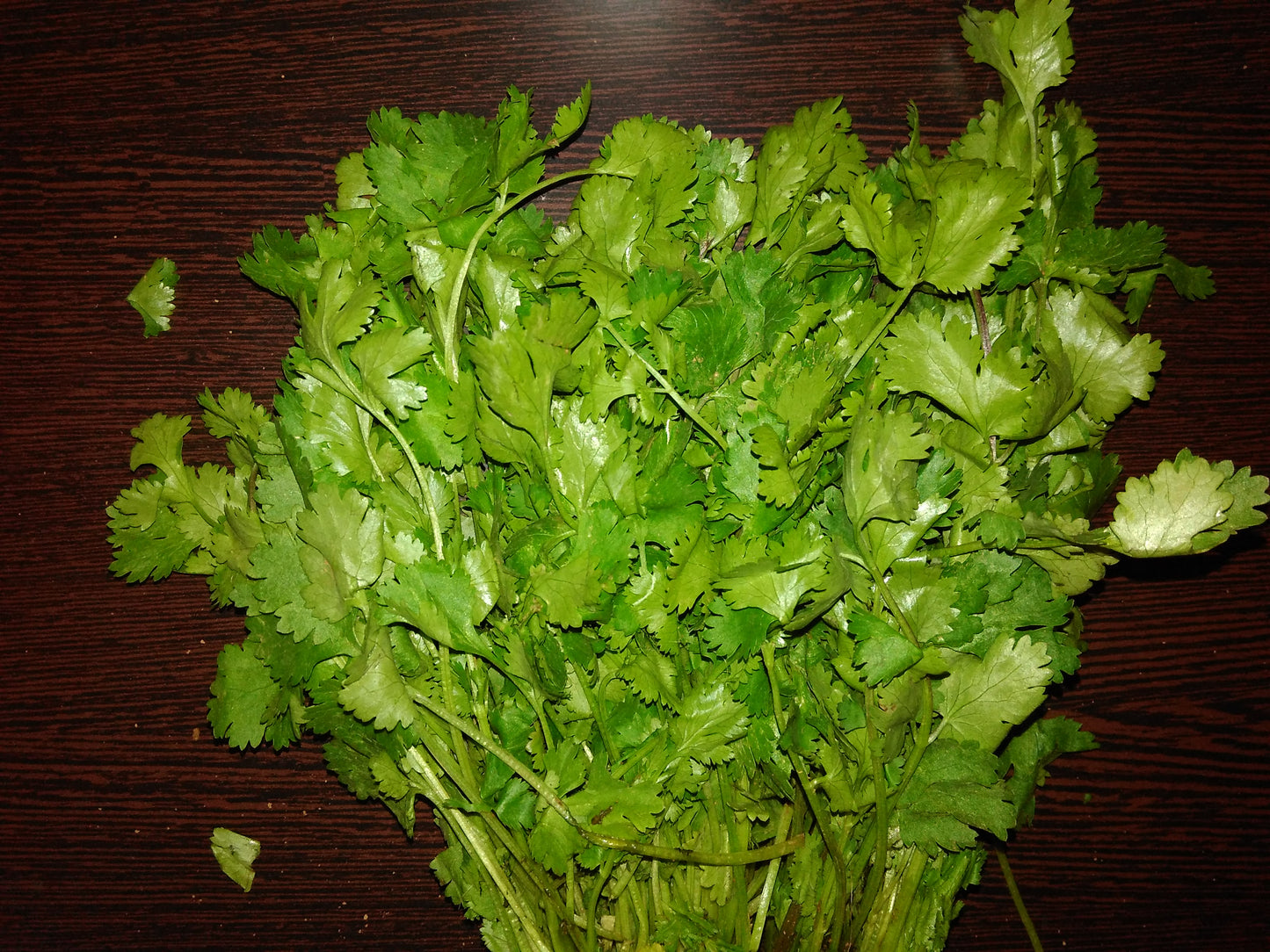 Coriander leaves - vegetable (Wikimedia Commons)