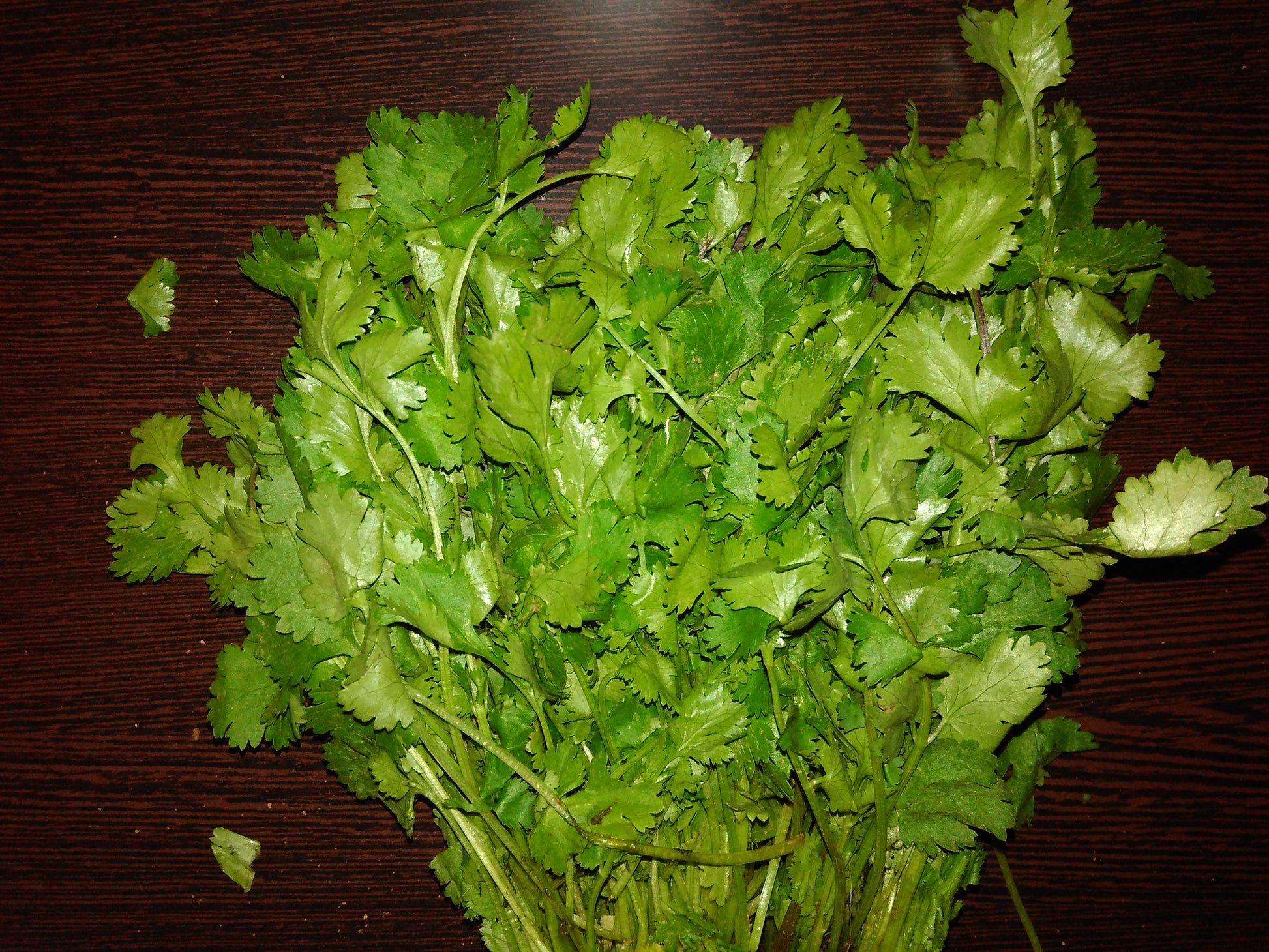 Coriander leaves - vegetable (Wikimedia Commons)