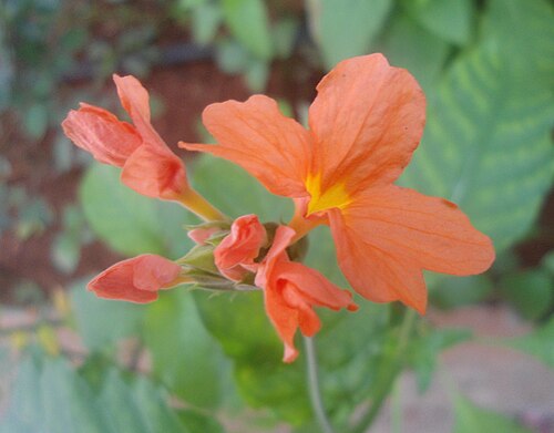 Kanakambaram (Crossandra)