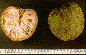 Custard apple - fruit (Wikimedia Commons)