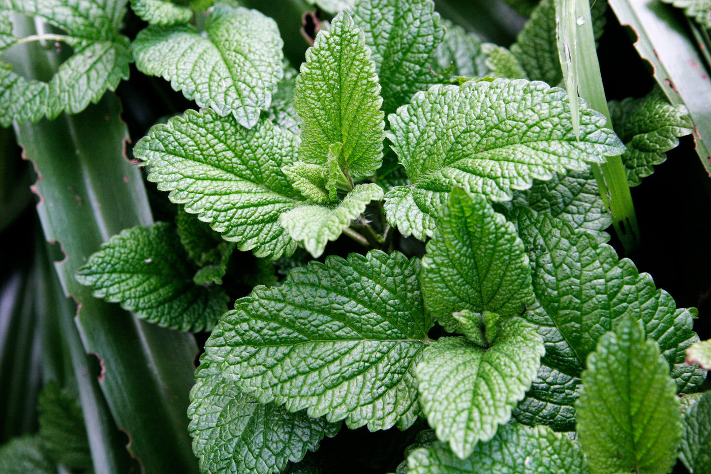 Mint leaves (pudina) - vegetable (Wikimedia Commons)