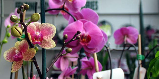 Orchid - flower (Wikimedia Commons)