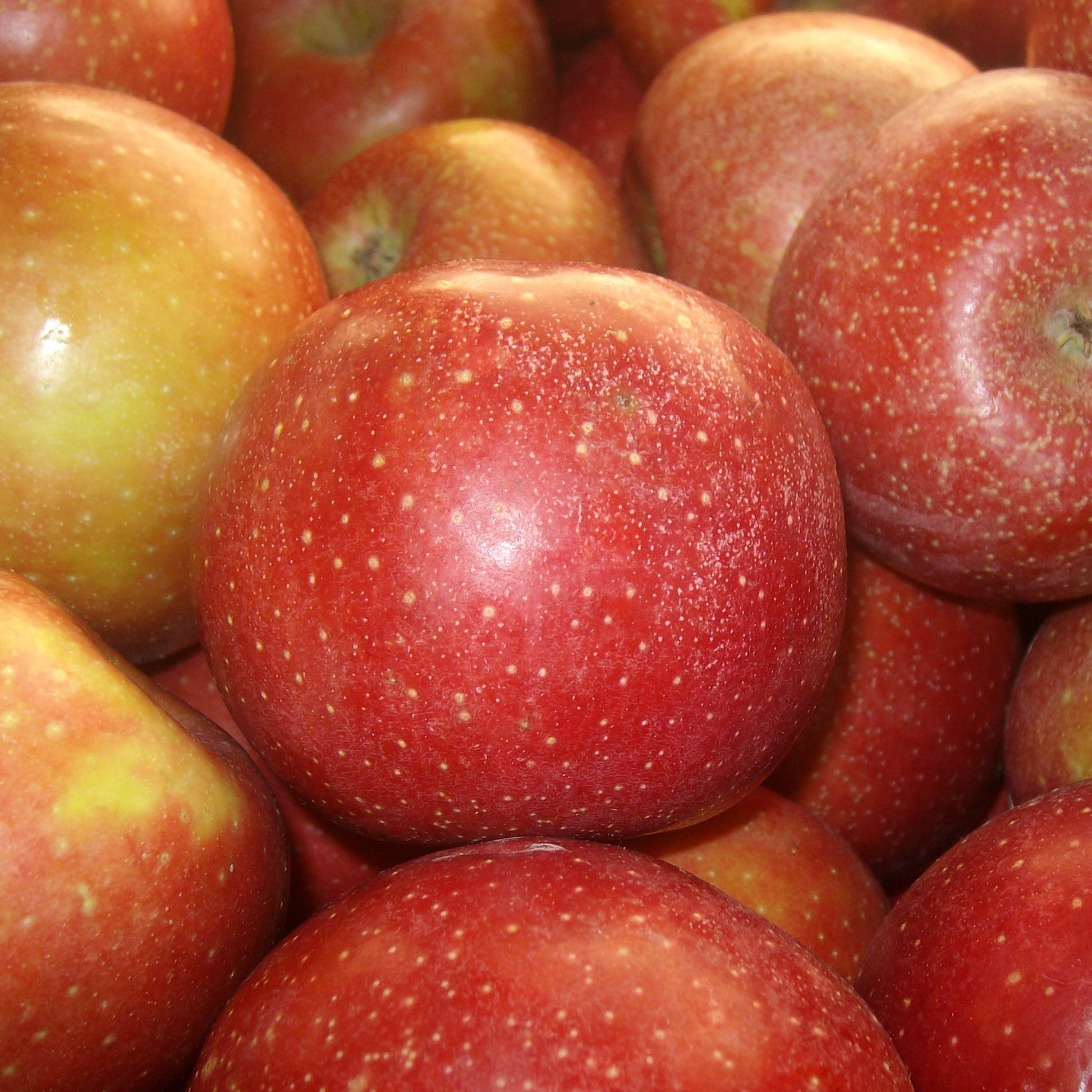 Apple (Washington) - fruit (Wikimedia Commons)