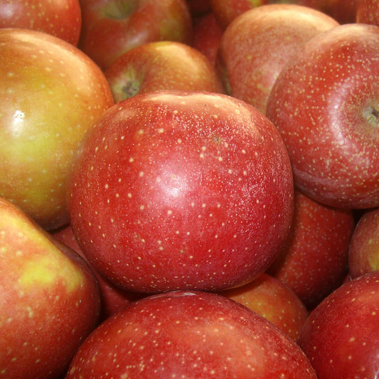 Apple (Washington) - fruit (Wikimedia Commons)