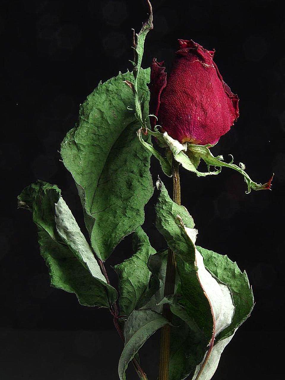 Rose - flower (Wikimedia Commons)