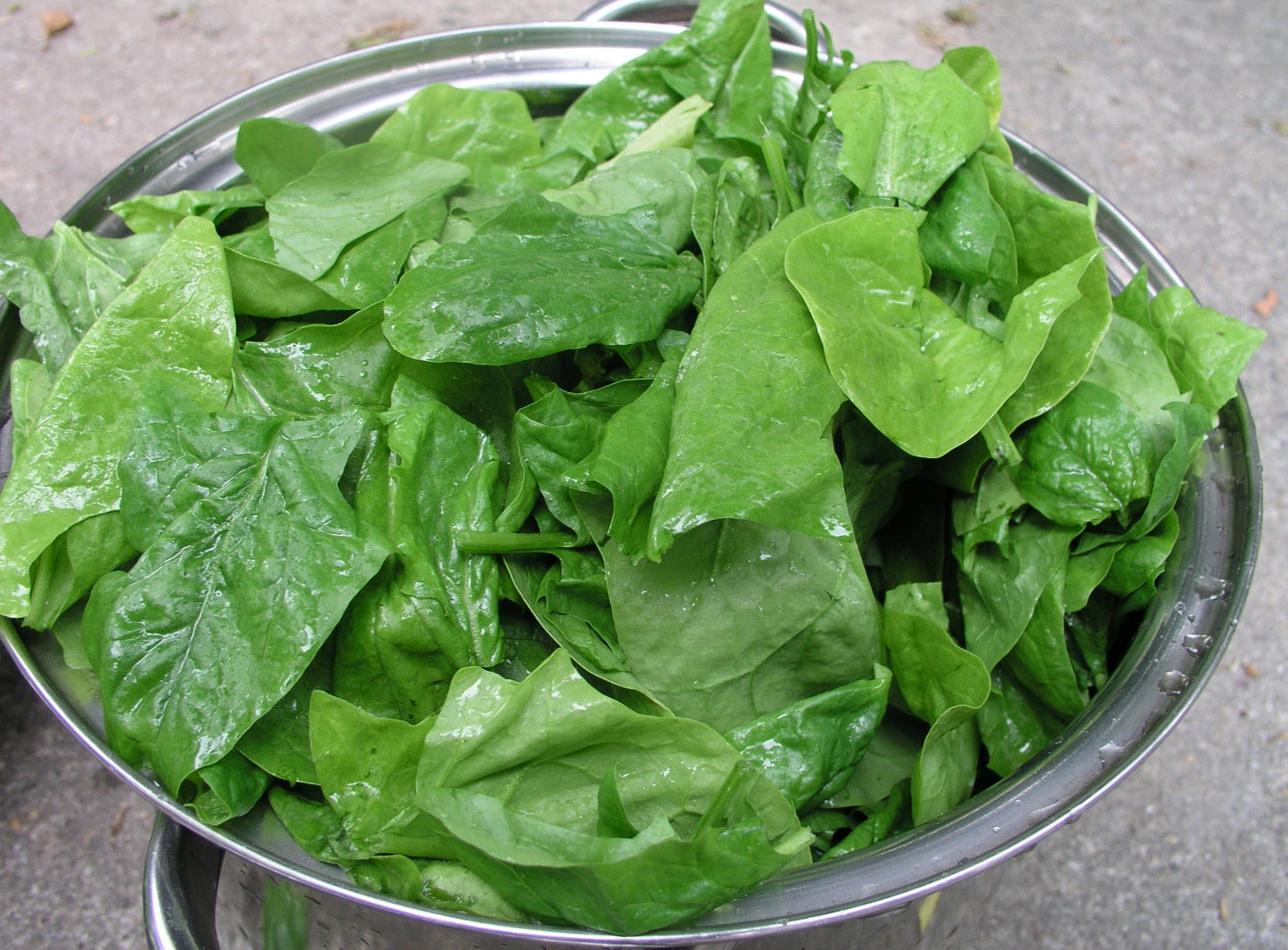 Spinach - vegetable (Wikimedia Commons)
