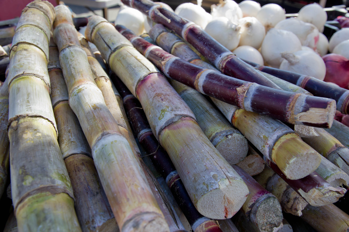 Sugar cane - fruit (Wikimedia Commons)