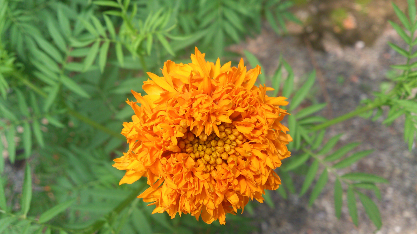 Marigold - flower (Wikimedia Commons)