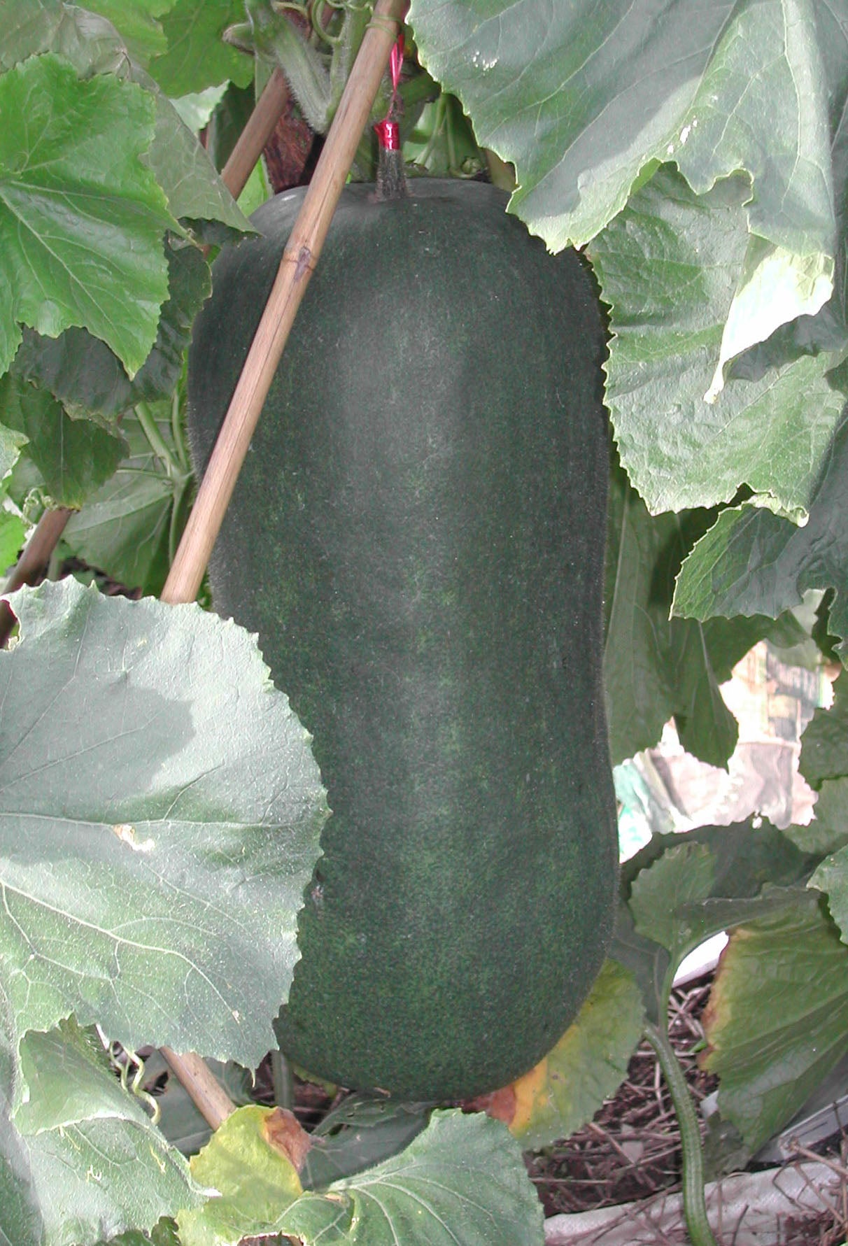 Ash gourd - vegetable (Wikimedia Commons)