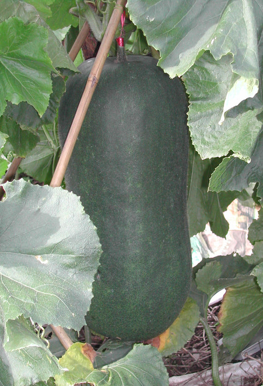 Ash gourd - vegetable (Wikimedia Commons)