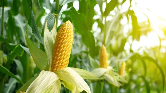 Corn (maize)
