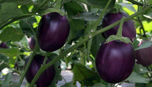 Brinjal (eggplant)