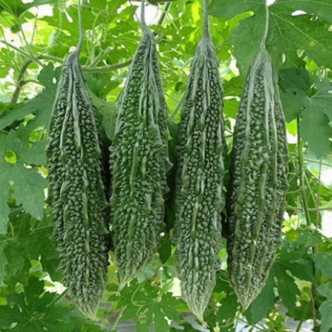 Bitter gourd (karela)