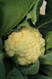 Cauliflower