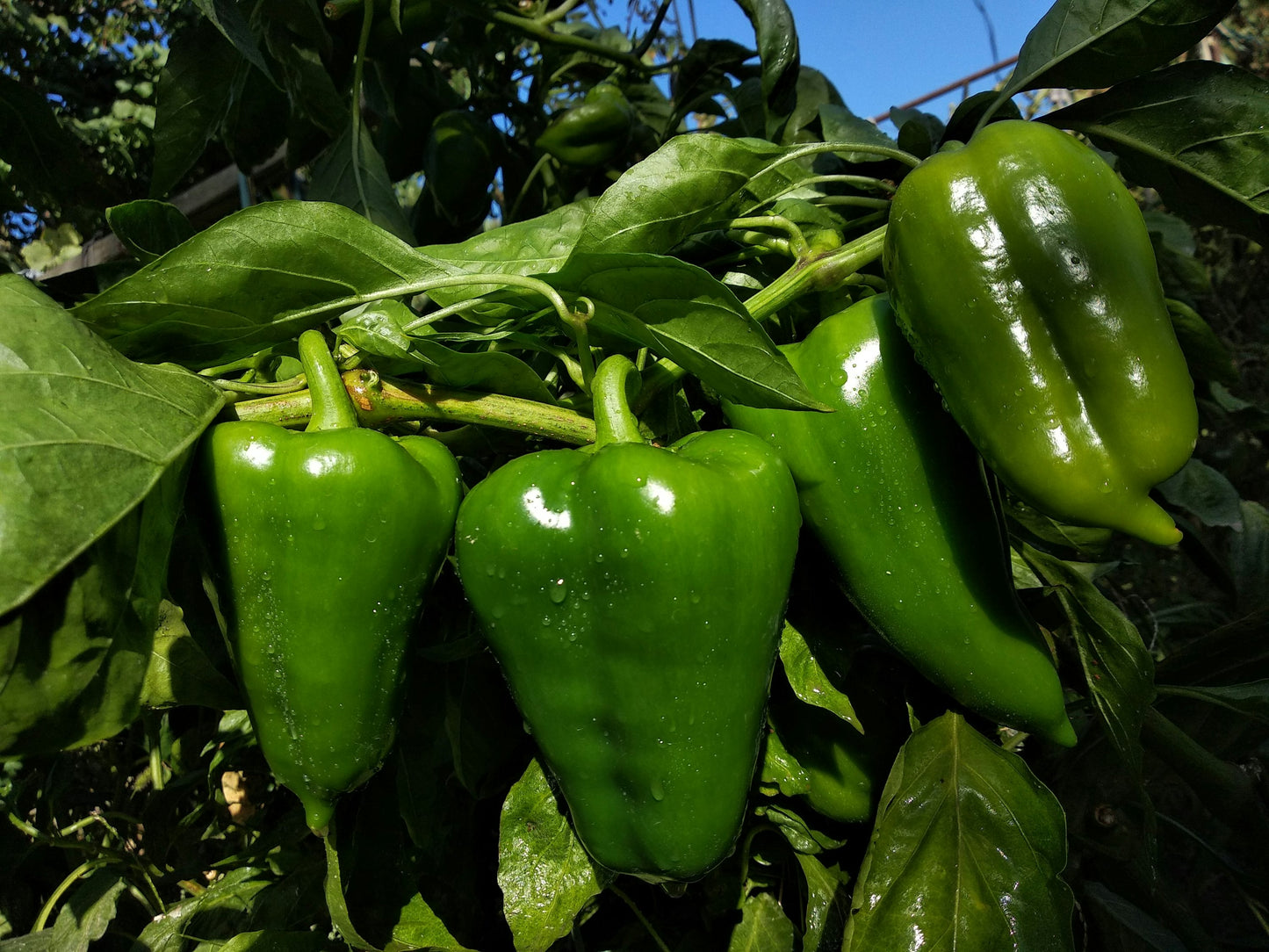 Capsicum (green bell pepper)